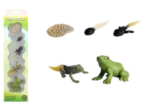 Broasca mini din plastic, figurine animala, ciclul vietii, figurine Montessori, 36x9x4 cm