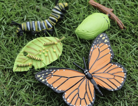 Set 4 Piese Ciclul Vietii Fluture – Figurine Educationale si Decorative
